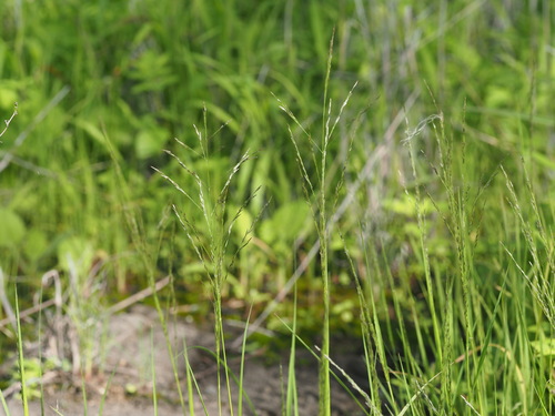 Image of Eragrostis pilosa by (c) Kevin Faccenda, some rights reserved (CC BY)