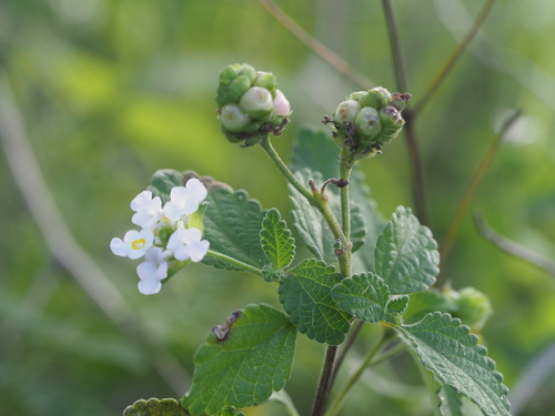 Image of Lantana velutina by (c) Kevin Faccenda, some rights reserved (CC BY)