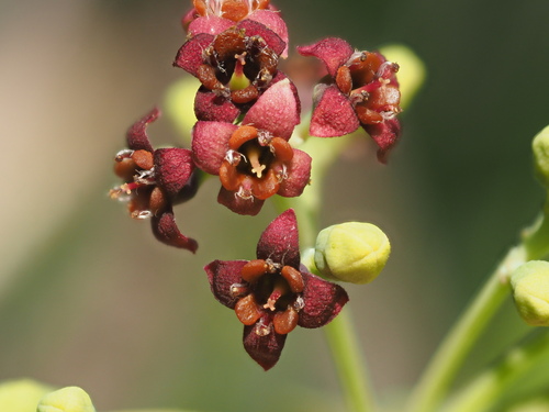 Santalum album