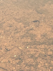 Lissotriton