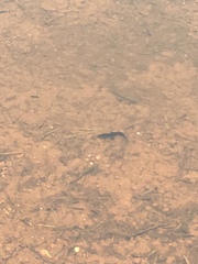 Lissotriton