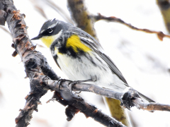 Setophaga coronata coronata × auduboni