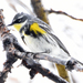 Setophaga coronata coronata × auduboni - Photo (c) Steven Mlodinow, alguns direitos reservados (CC BY-NC), uploaded by Steven Mlodinow