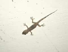 Hemidactylus mabouia