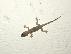 Hemidactylus mabouia