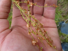 Rumex intermedius