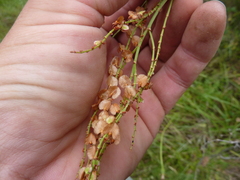 Rumex intermedius