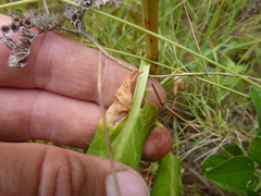 Rumex intermedius