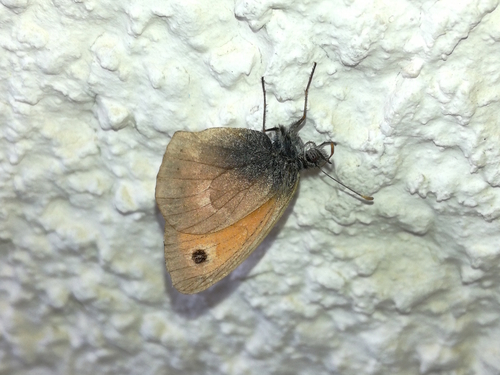 Mali okaš (Coenonympha pamphilus)