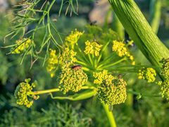 Dionconotus neglectus
