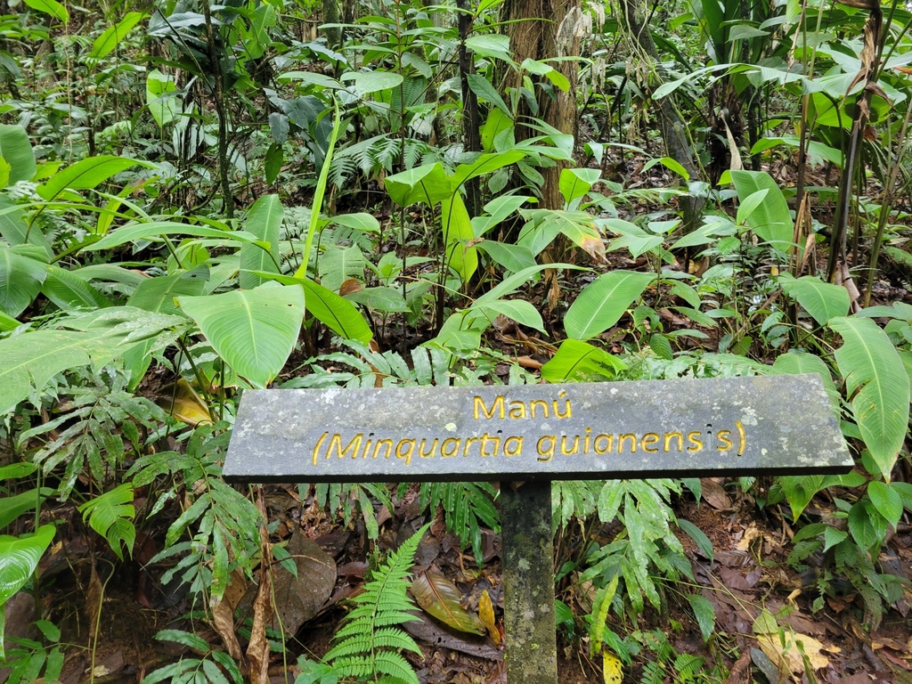 Minquartia guianensis; photograph author not stated, no rights reserved
