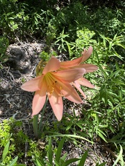 Zephyranthes splendens