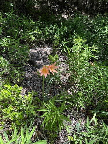 Zephyranthes splendens, photograph 1