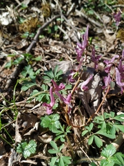 Corydalis caucasica