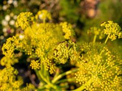 Dionconotus neglectus
