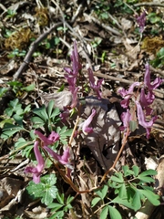 Corydalis caucasica