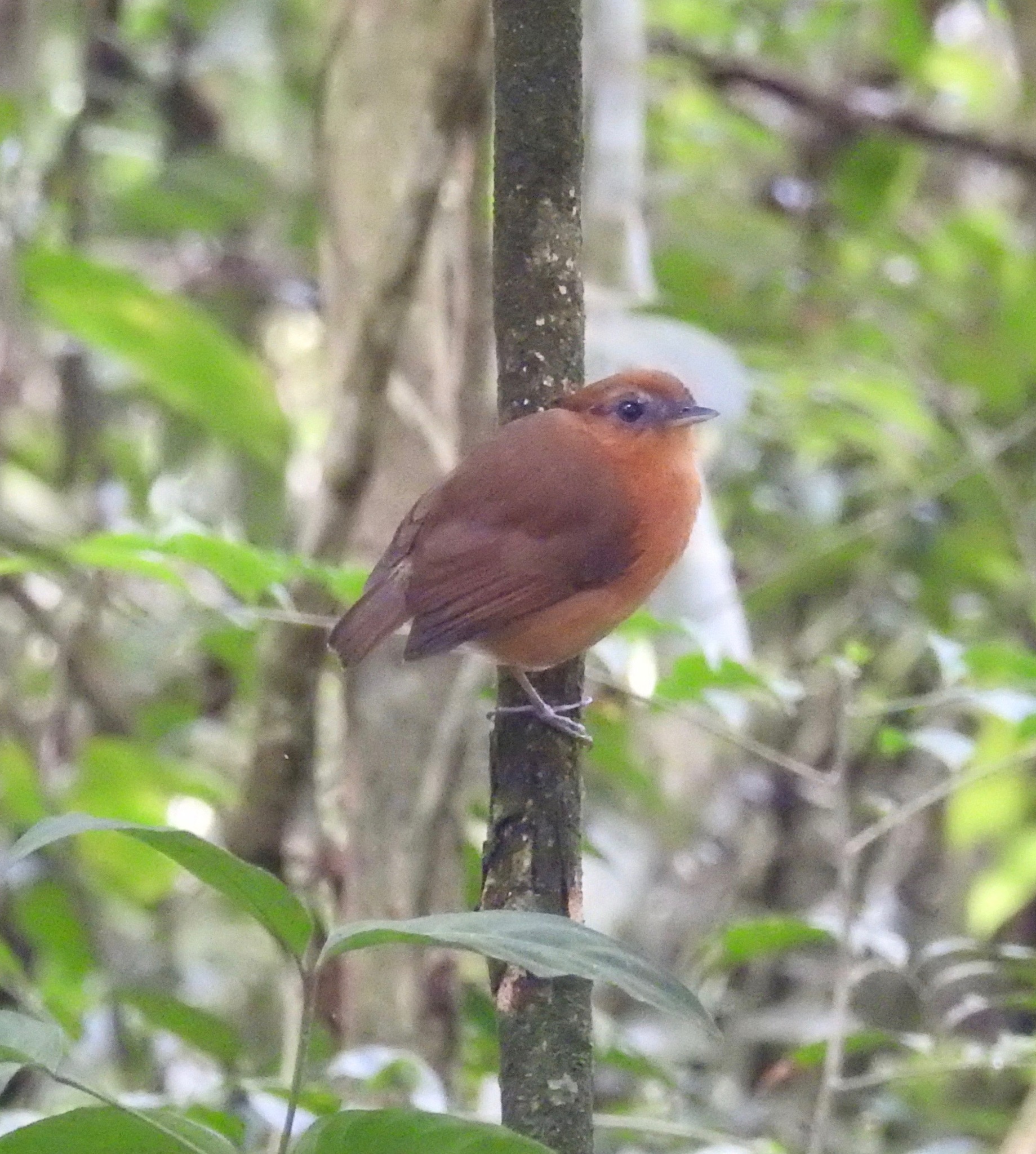 Ceara Gnateater (Conopophaga cearae), photo 5