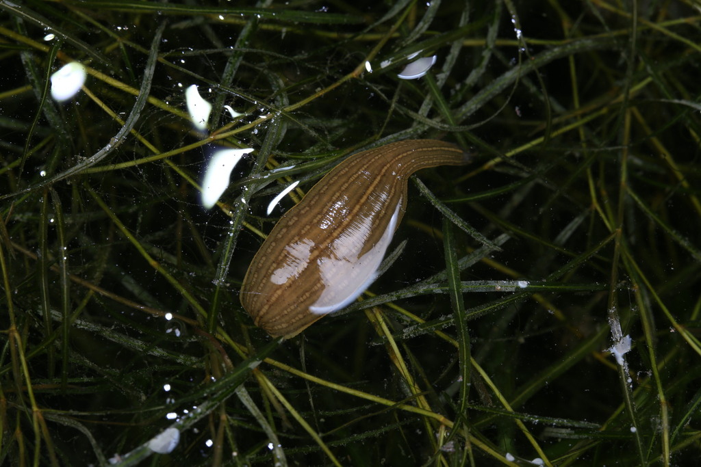 Whitmania pigra from 中国北京市朝阳区 on July 7, 2023 at 11:16 PM by 管牧山 ...