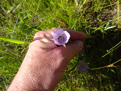 Calochortus uniflorus