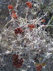 Crassula pruinosa