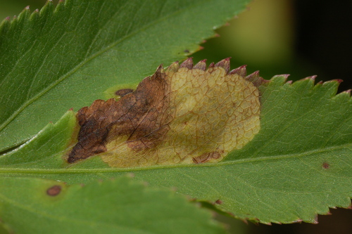 Phytomyza cicutella