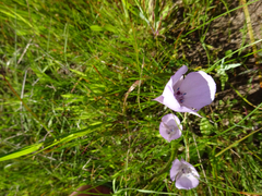 Calochortus uniflorus