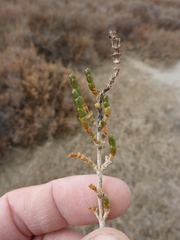 Salicornia perennis
