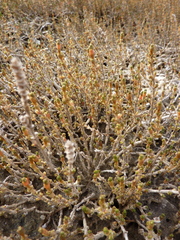 Salicornia perennis