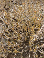 Salicornia perennis