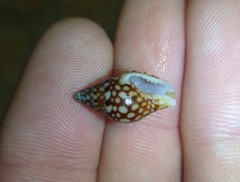 Pardalinops testudinaria
