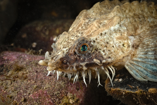 Armed bullhead (Agonus cataphractus) — Agonidae — 3