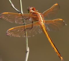 Libellula auripennis
