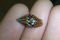 Pardalinops testudinaria