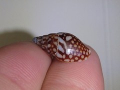 Pardalinops testudinaria