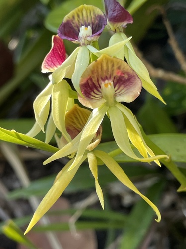 Cockleshell Orchid