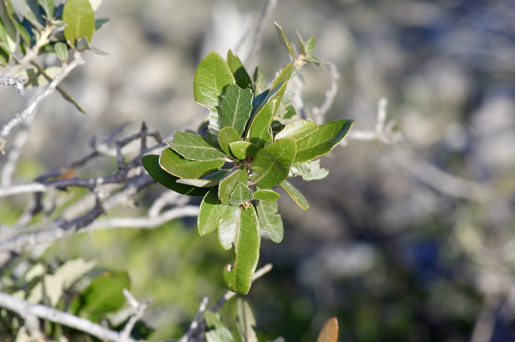 Sandpaper Oak from Val Verde County, TX, USA on December 27, 2023 at 03