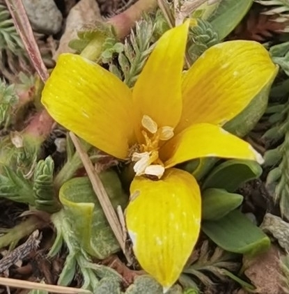 Alstroemeria pygmaea (Alstroemeria pygmaea)