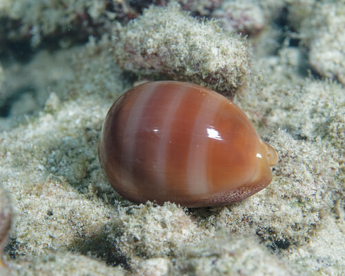 Lyncina sulcidentata observed 2023-12-30