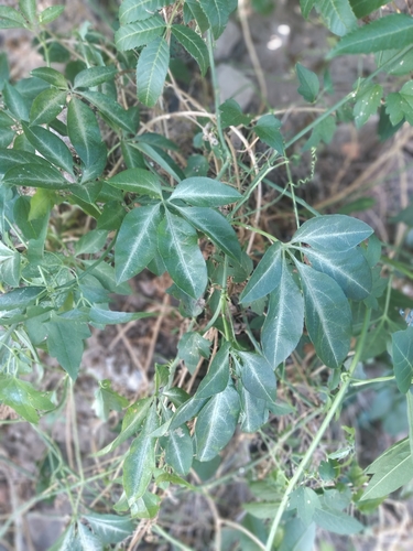 Image of Passiflora cincinnata by no rights reserved