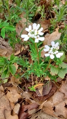 Cardamine concatenata