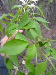 Fraxinus cuspidata