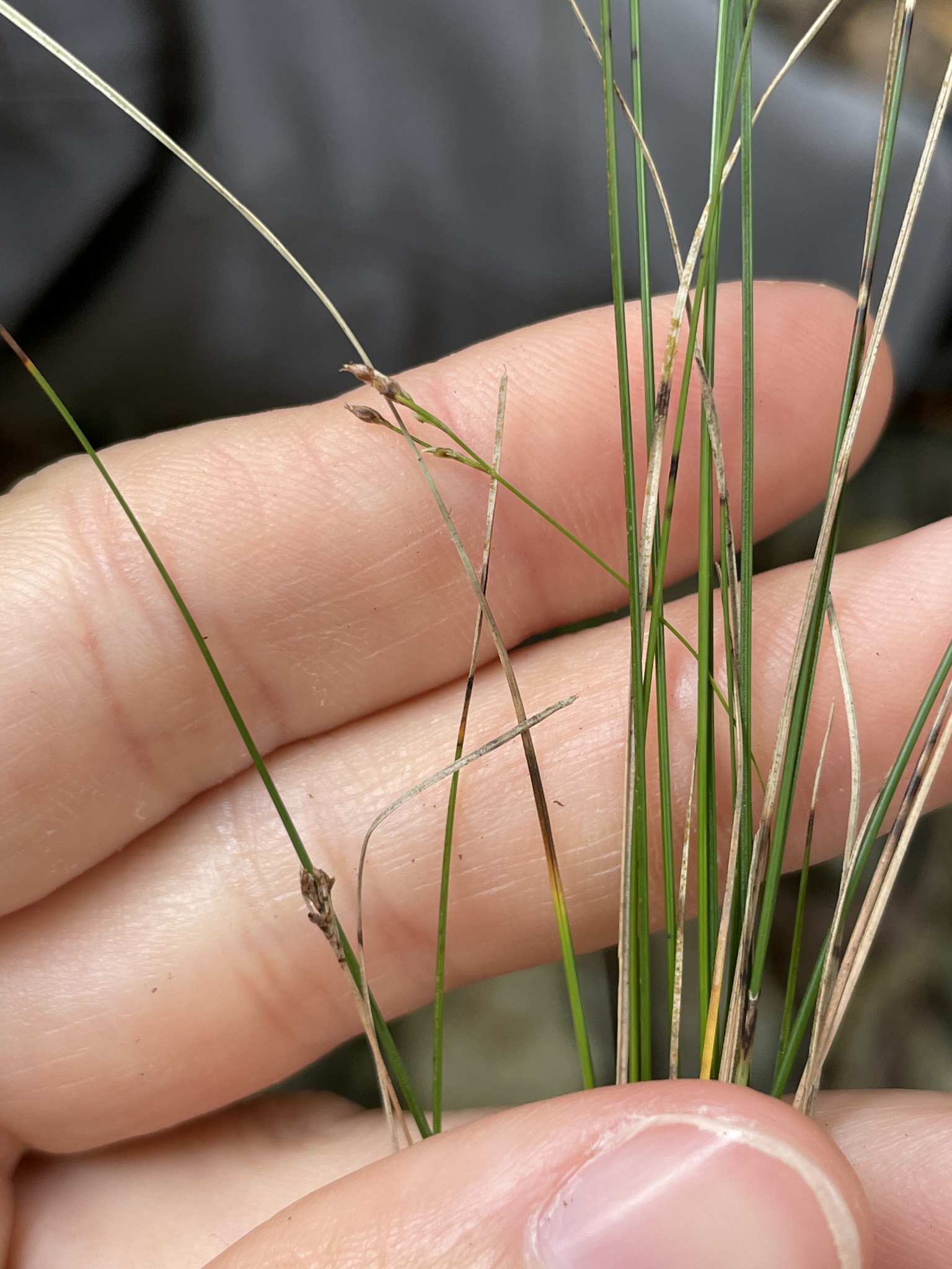 Rhynchospora lindeniana