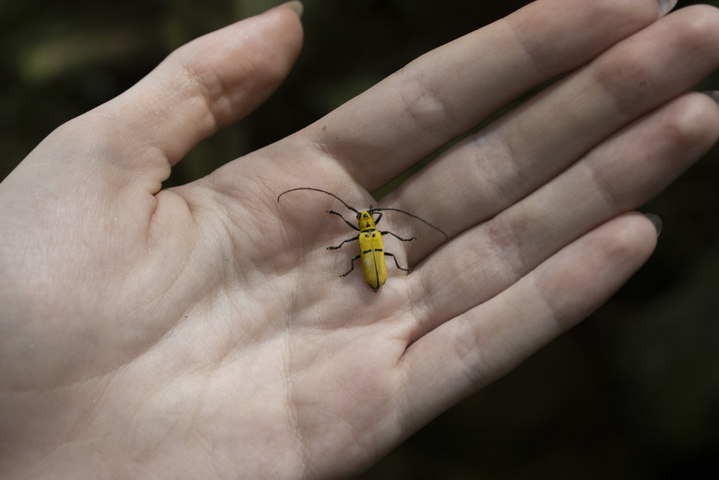 Adesmus hemispilus