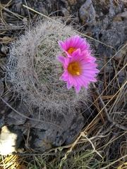 Rapicactus beguinii