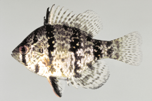 Black-banded Sunfish