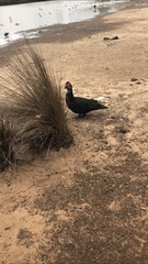 Cairina moschata domestica