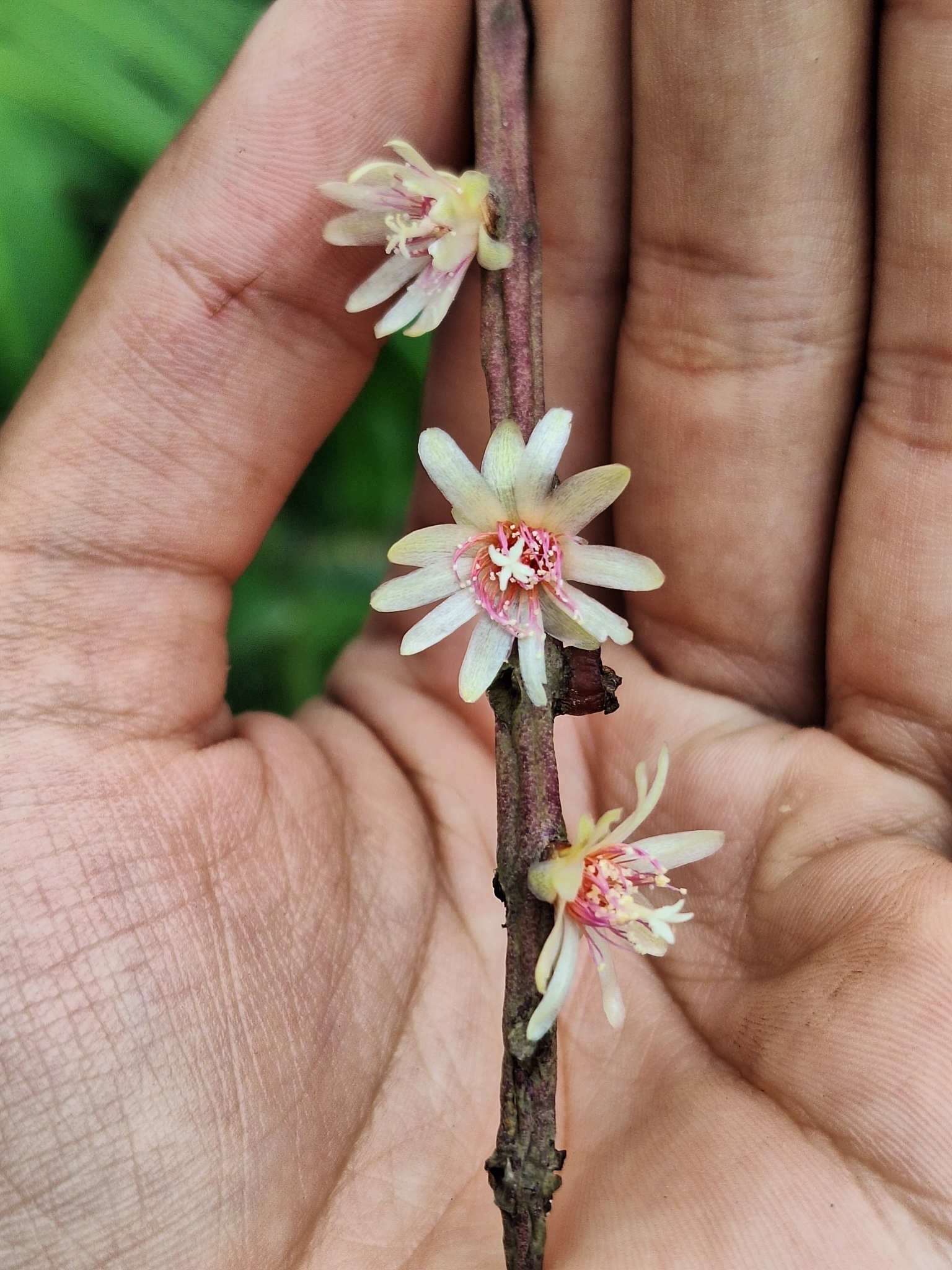 Rhipsalis puniceodiscus
