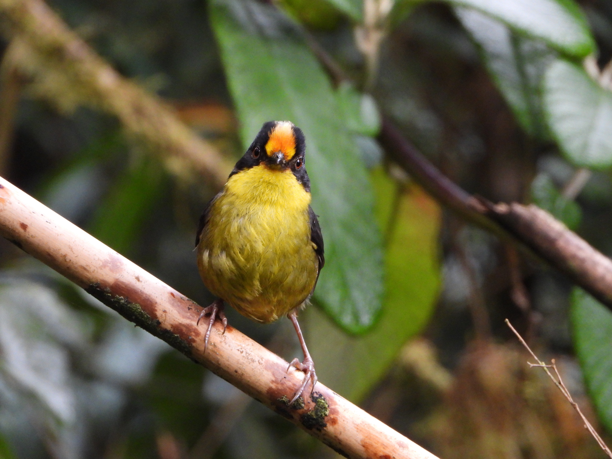 Atlapetes pallidinucha image