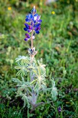 Lupinus pilosus