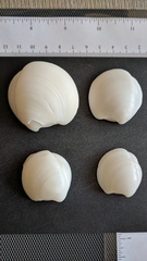 Lucina pensylvanica